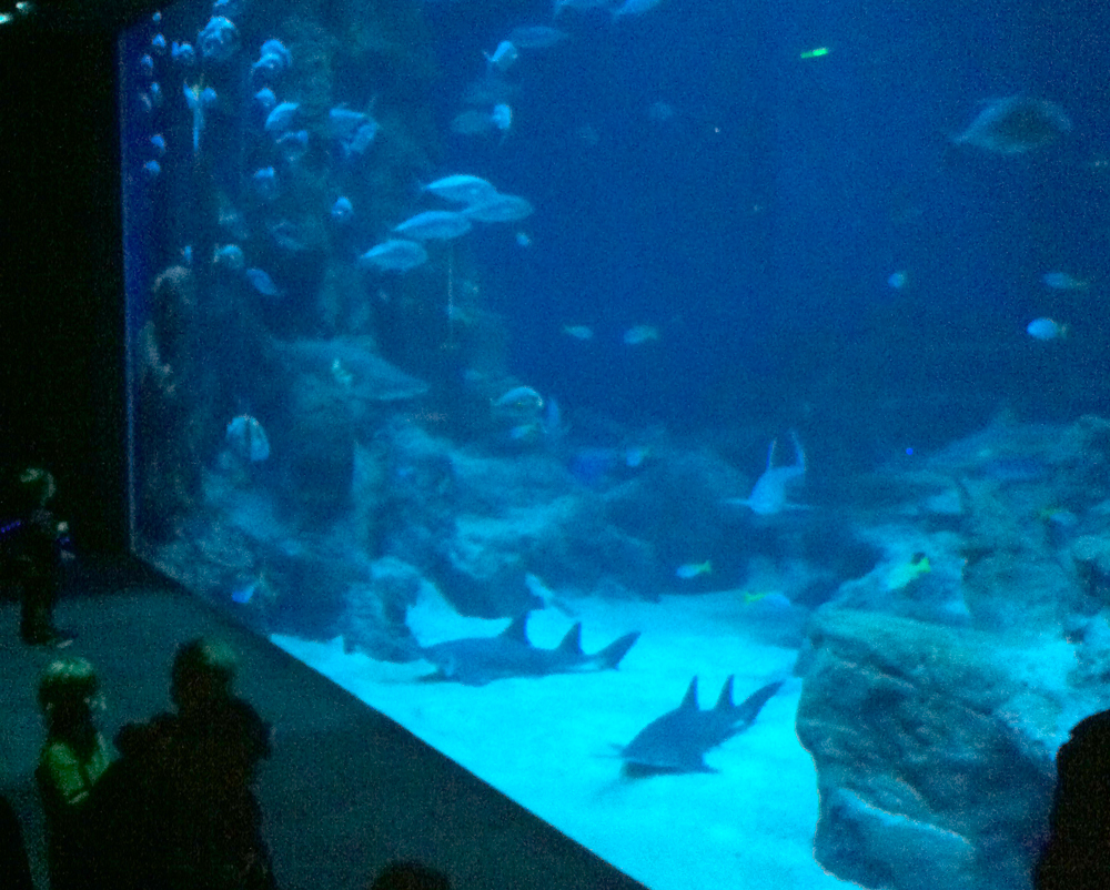 aquarium photo intérieur